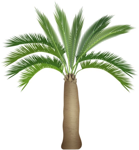 Palm tree PNG     图片编号:93292