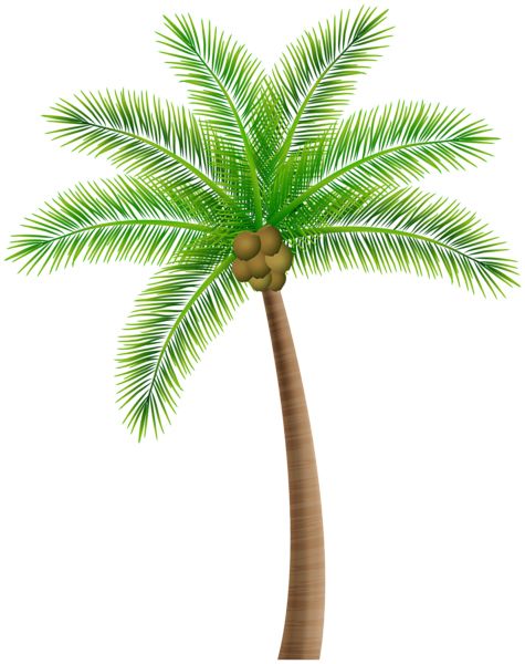 Palm tree PNG     图片编号:93293
