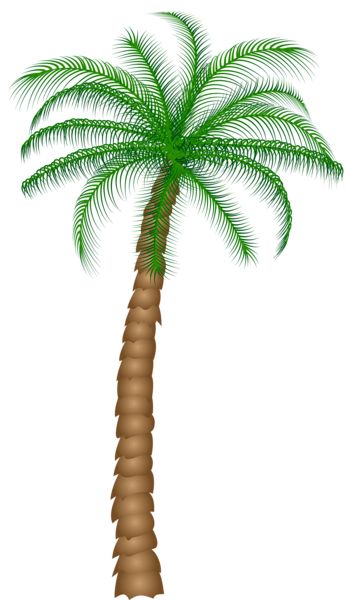 Palm tree PNG     图片编号:93294