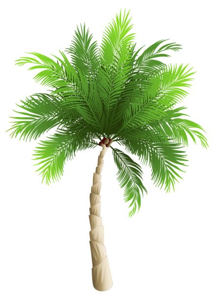 Palm tree PNG     图片编号:93295