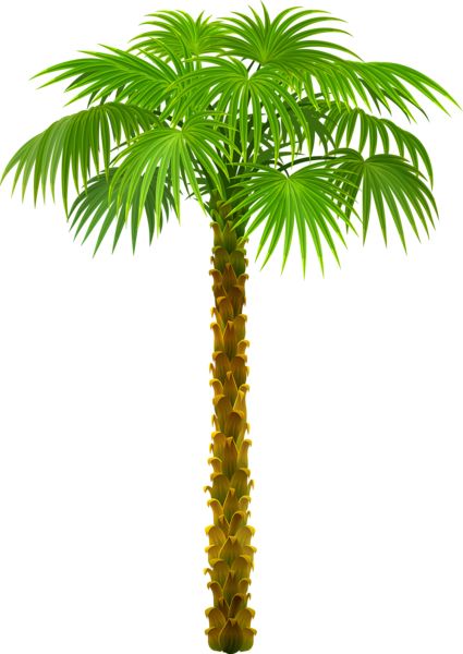 Palm tree PNG     图片编号:93296