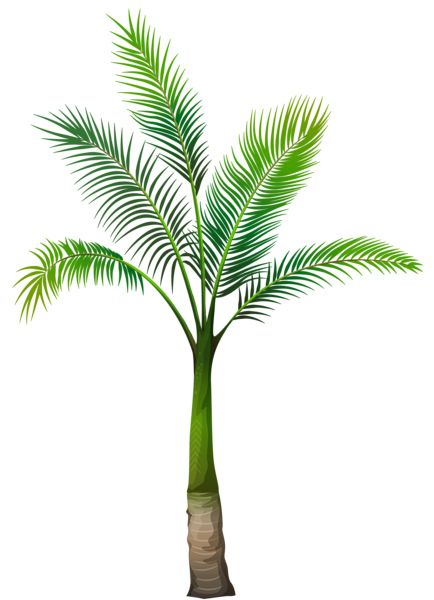 Palm tree PNG     图片编号:93297