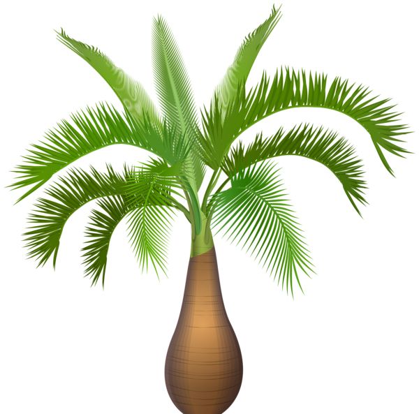 Palm tree PNG     图片编号:93299