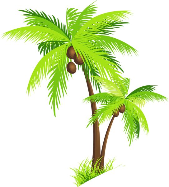 Palm tree PNG     图片编号:93301