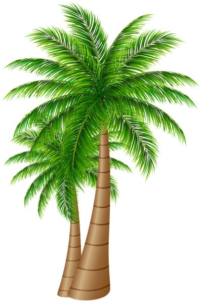 Palm tree PNG     图片编号:93303