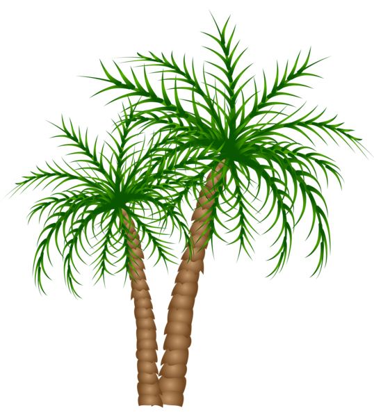 Palm tree PNG     图片编号:93304