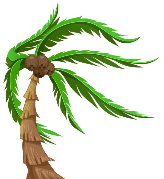 Palm tree PNG     图片编号:93306