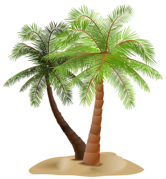 Palm tree PNG     图片编号:93309