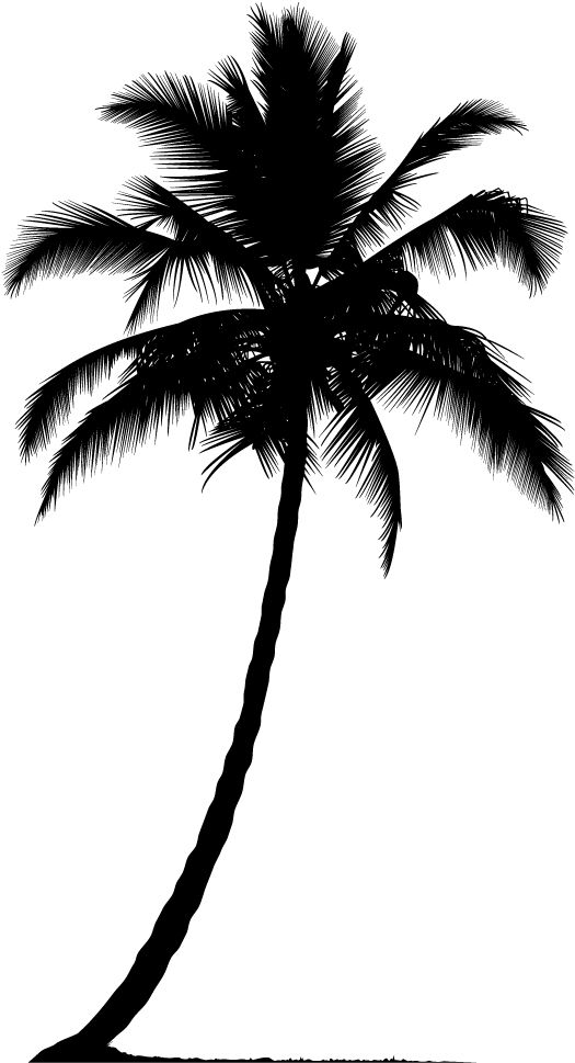 Palm tree PNG     图片编号:93310