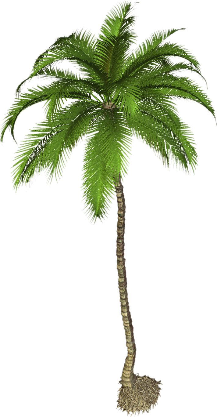 Palm tree PNG     图片编号:93311