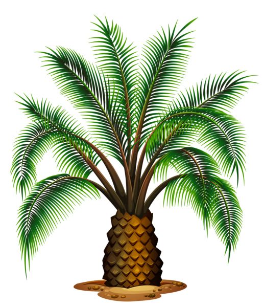 Palm tree PNG     图片编号:93313