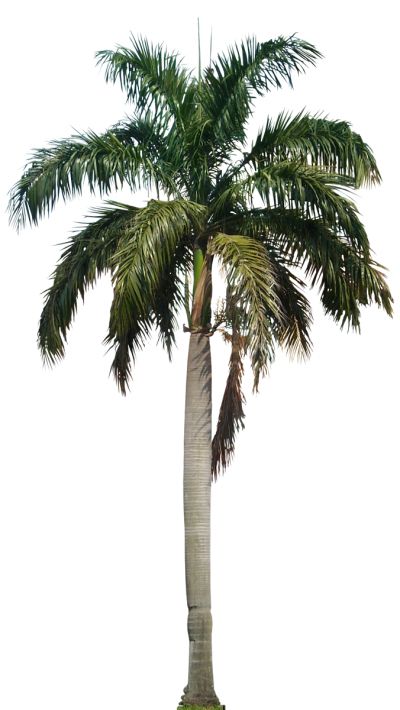 Palm tree PNG     图片编号:93318