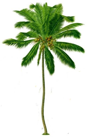 Palm tree PNG     图片编号:93320