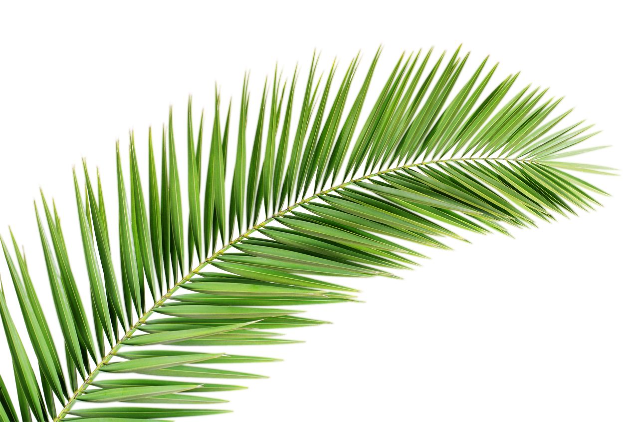 Palm tree PNG     图片编号:93327