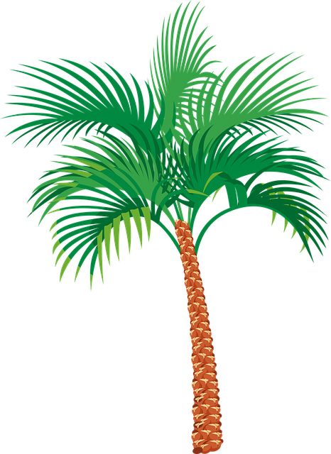 Palm tree PNG     图片编号:93329