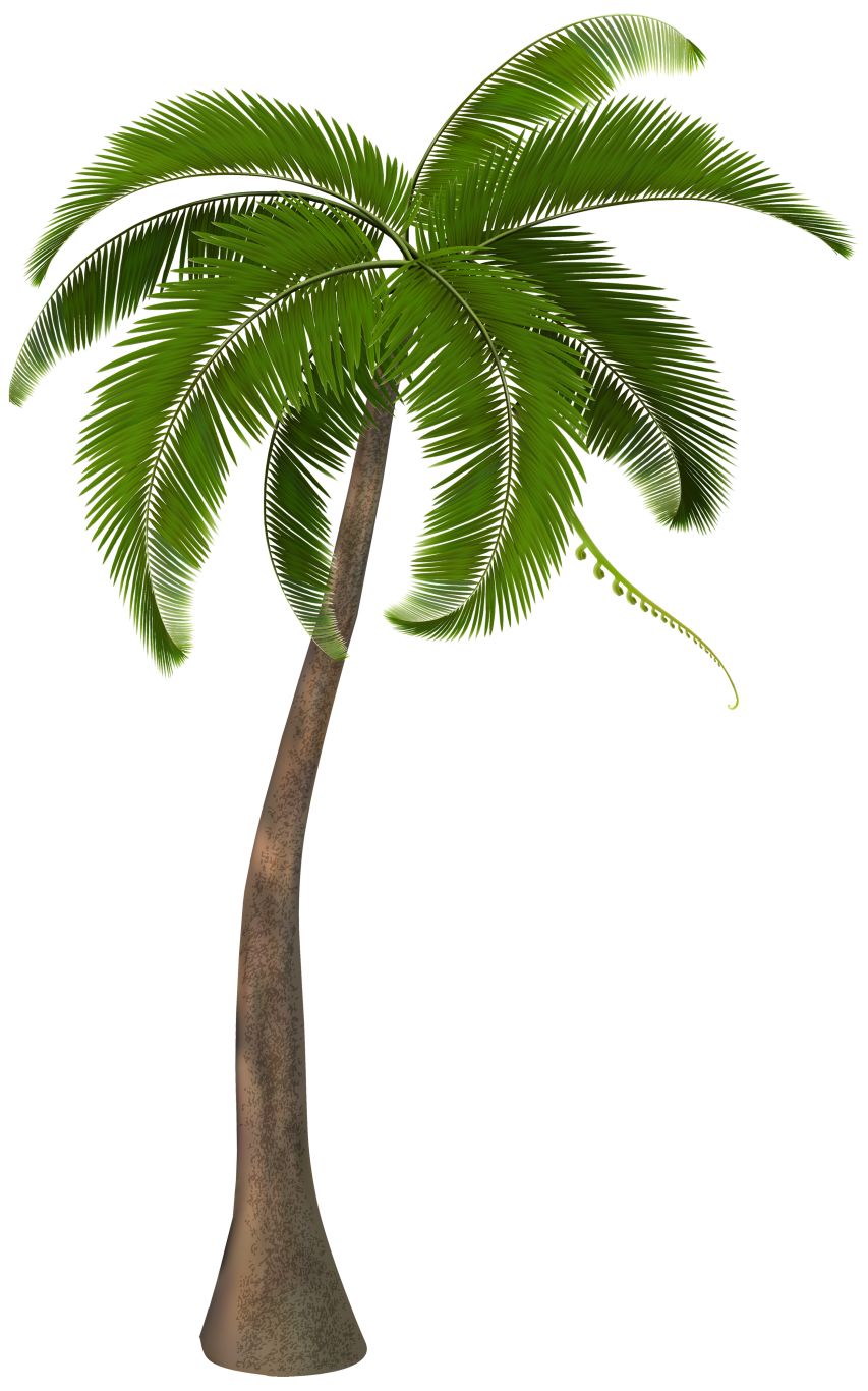 Palm tree PNG     图片编号:93331