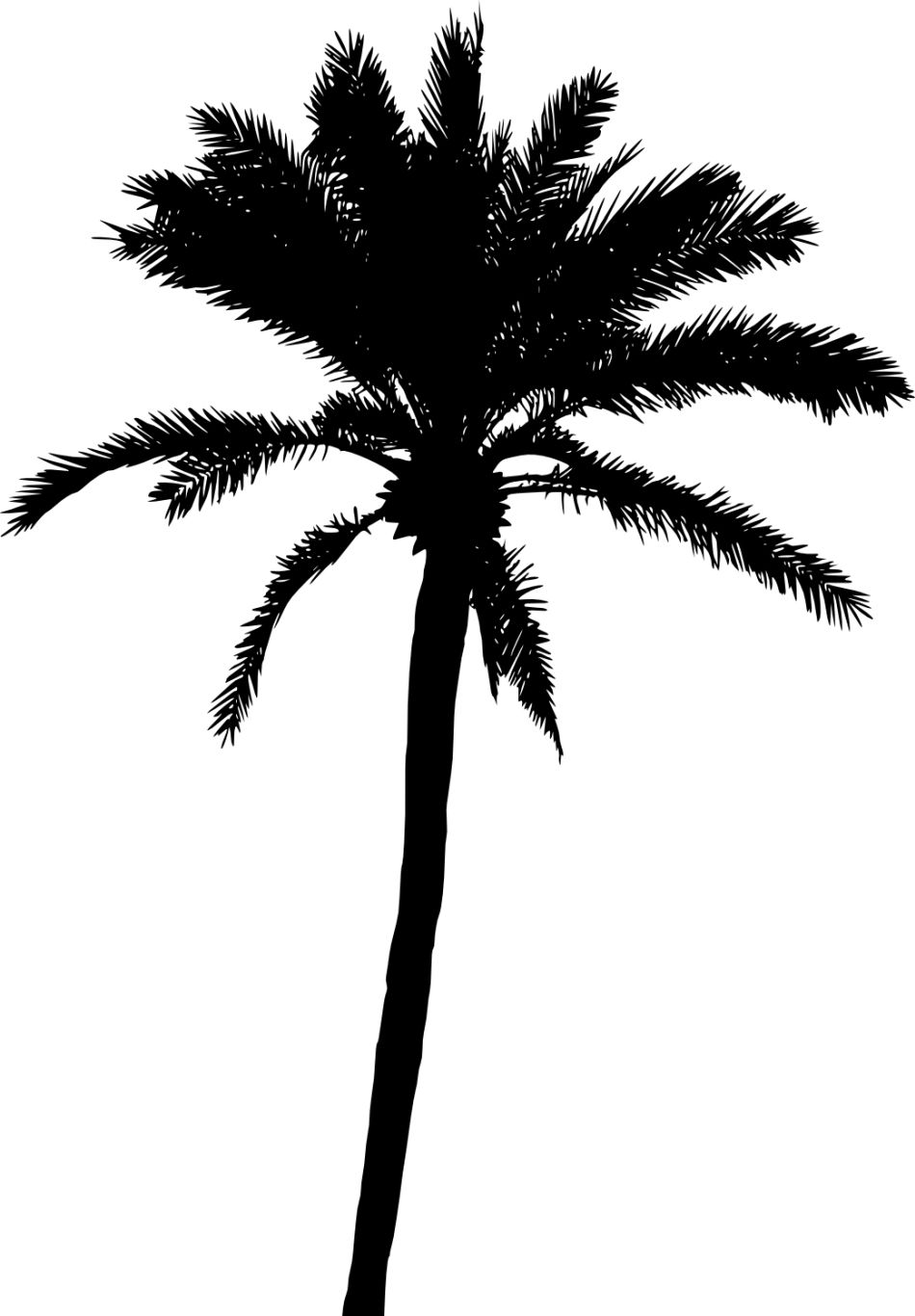Palm tree PNG     图片编号:93332