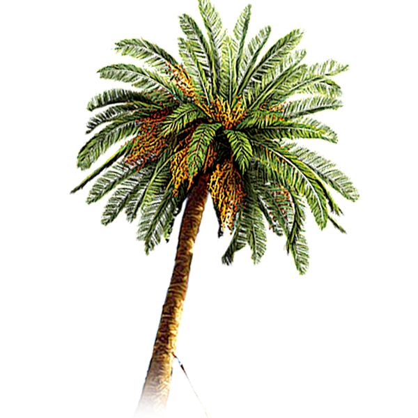 Palm tree PNG     图片编号:93333