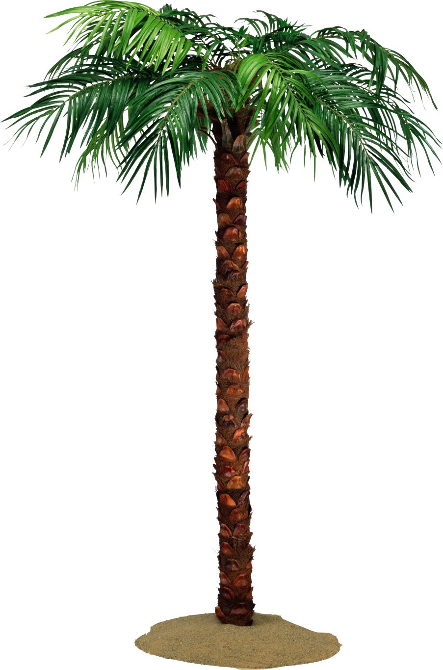 Palm tree PNG     图片编号:93337