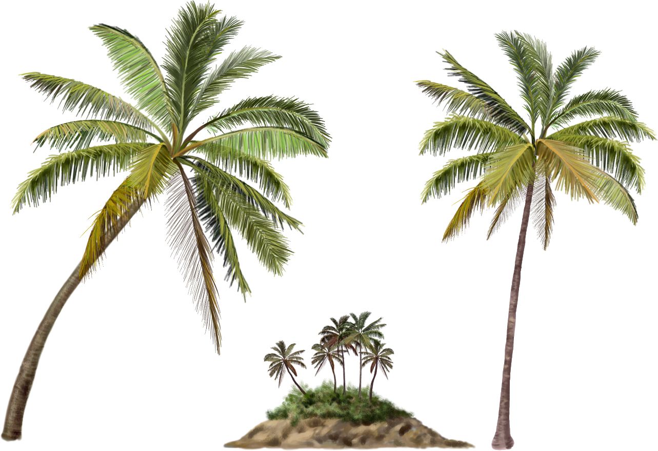 Palm tree PNG     图片编号:93341