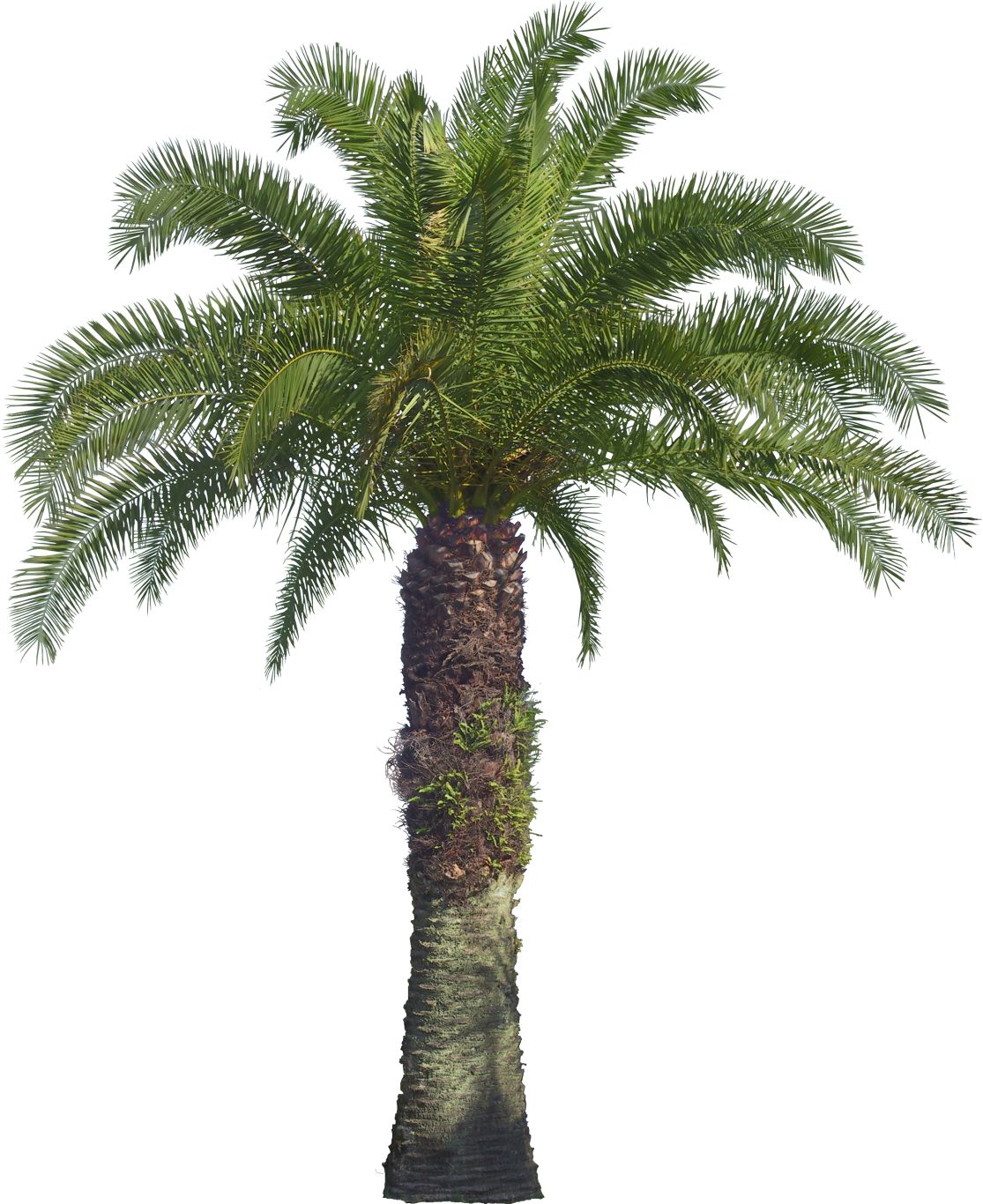 Palm tree PNG     图片编号:93343