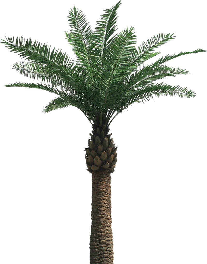Palm tree PNG     图片编号:93352