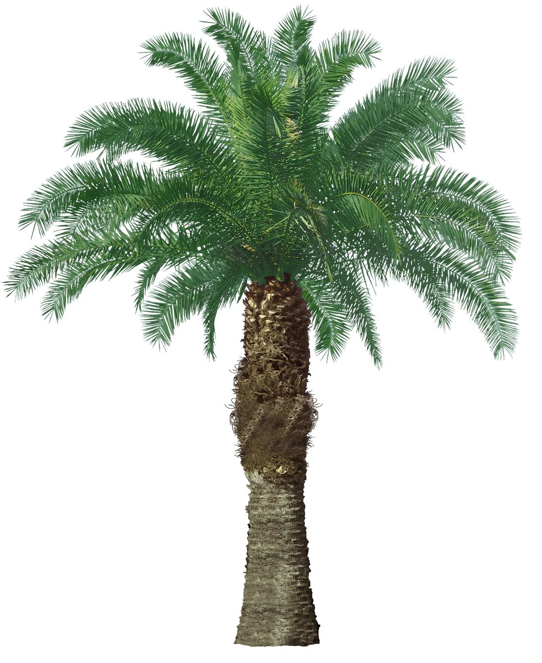 Palm tree PNG     图片编号:93354