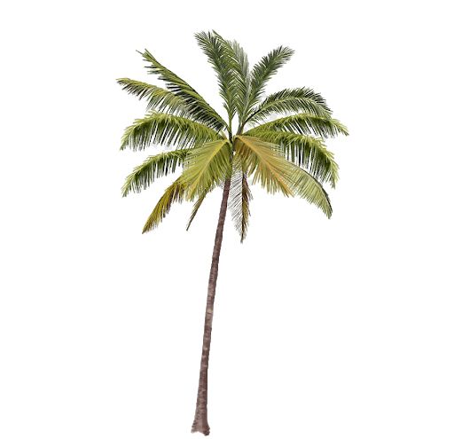 Palm tree PNG     图片编号:93356