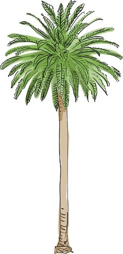 Palm tree PNG     图片编号:93357