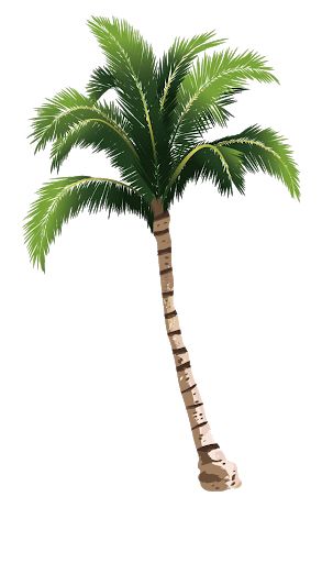 Palm tree PNG     图片编号:93359