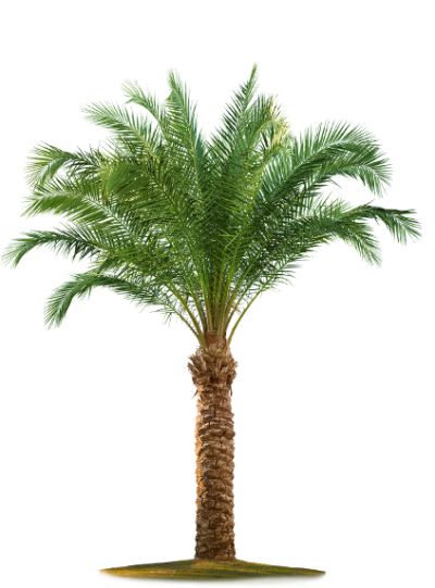 Palm tree PNG     图片编号:93360