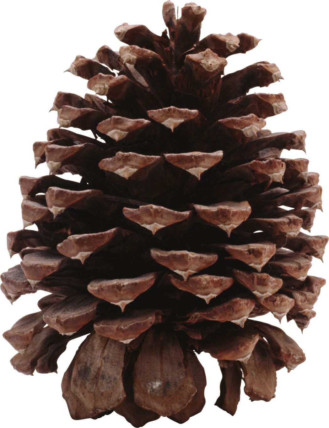 Pine cone PNG     图片编号:13334
