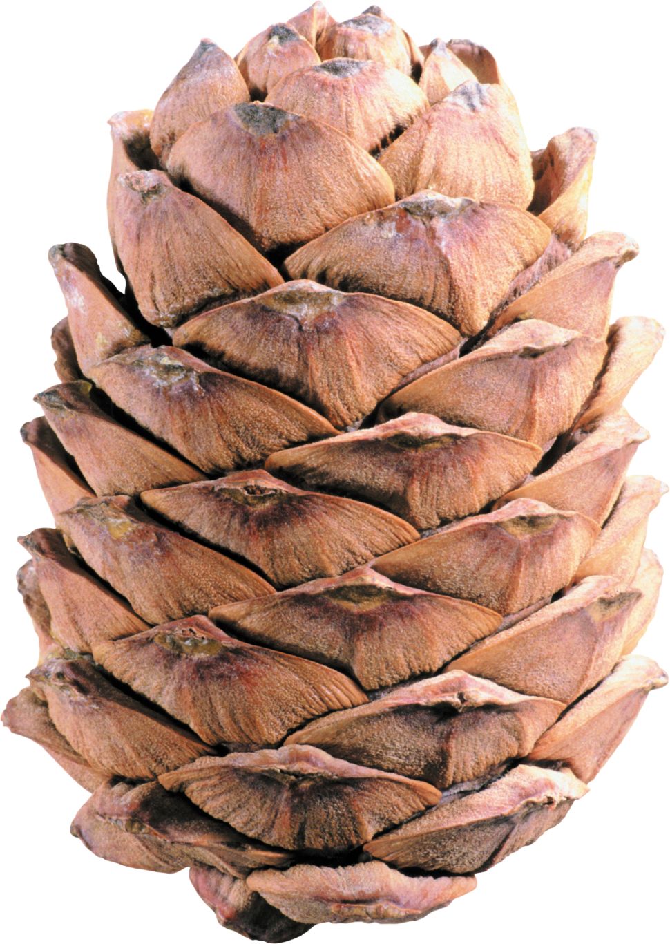 Pine cone PNG     图片编号:13335