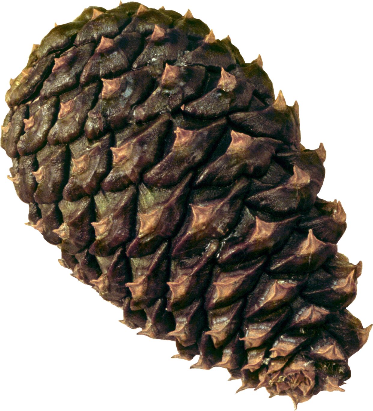 Pine cone PNG     图片编号:13337