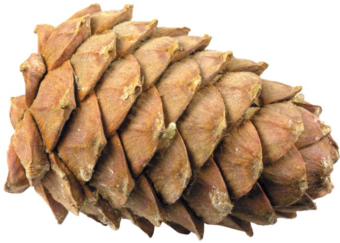 Pine cone PNG     图片编号:13343