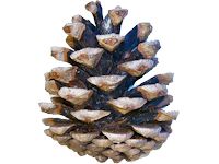 Pine cone PNG     图片编号:13346