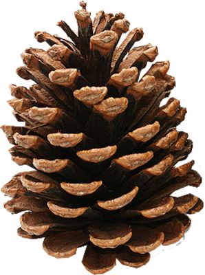 Pine cone PNG     图片编号:13347