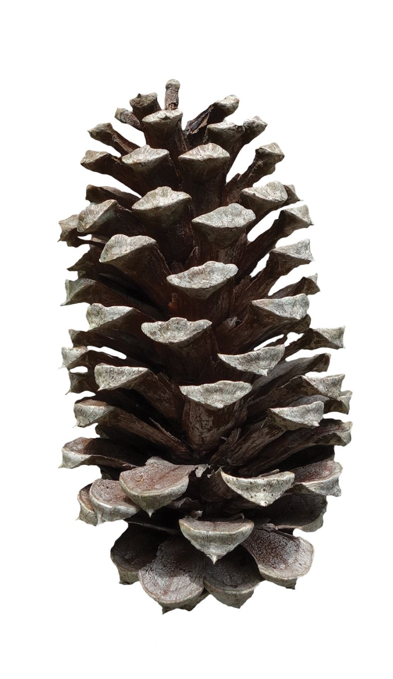 Pine cone PNG     图片编号:13351