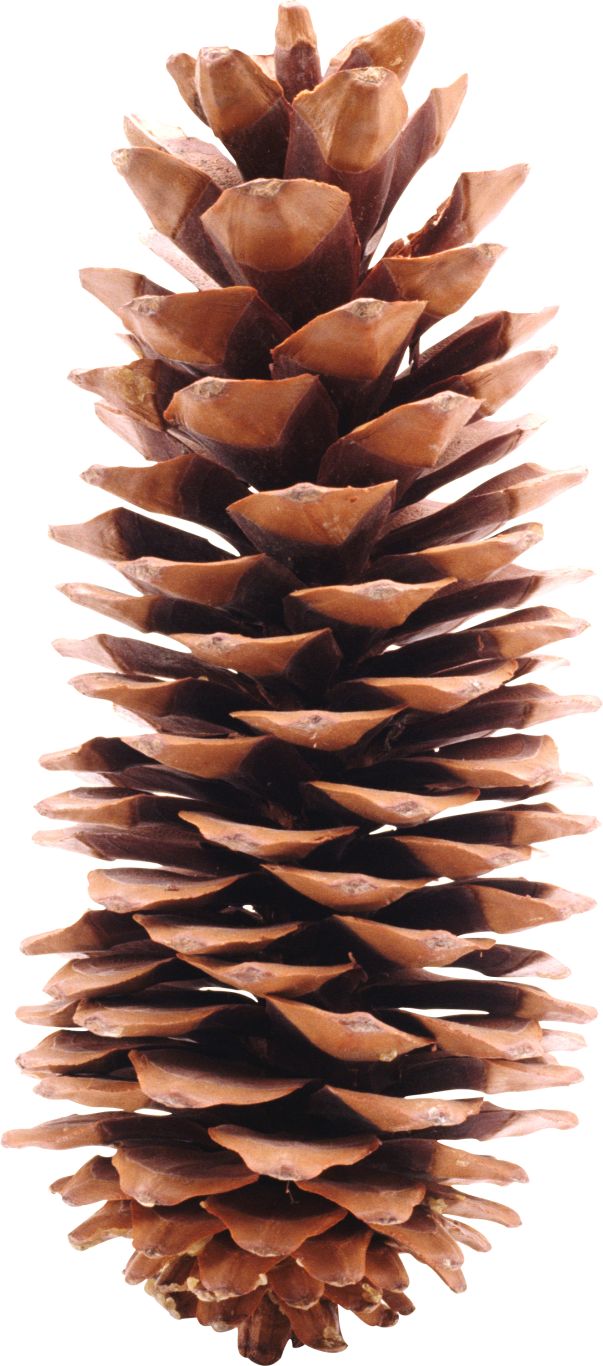 Pine cone PNG     图片编号:13353