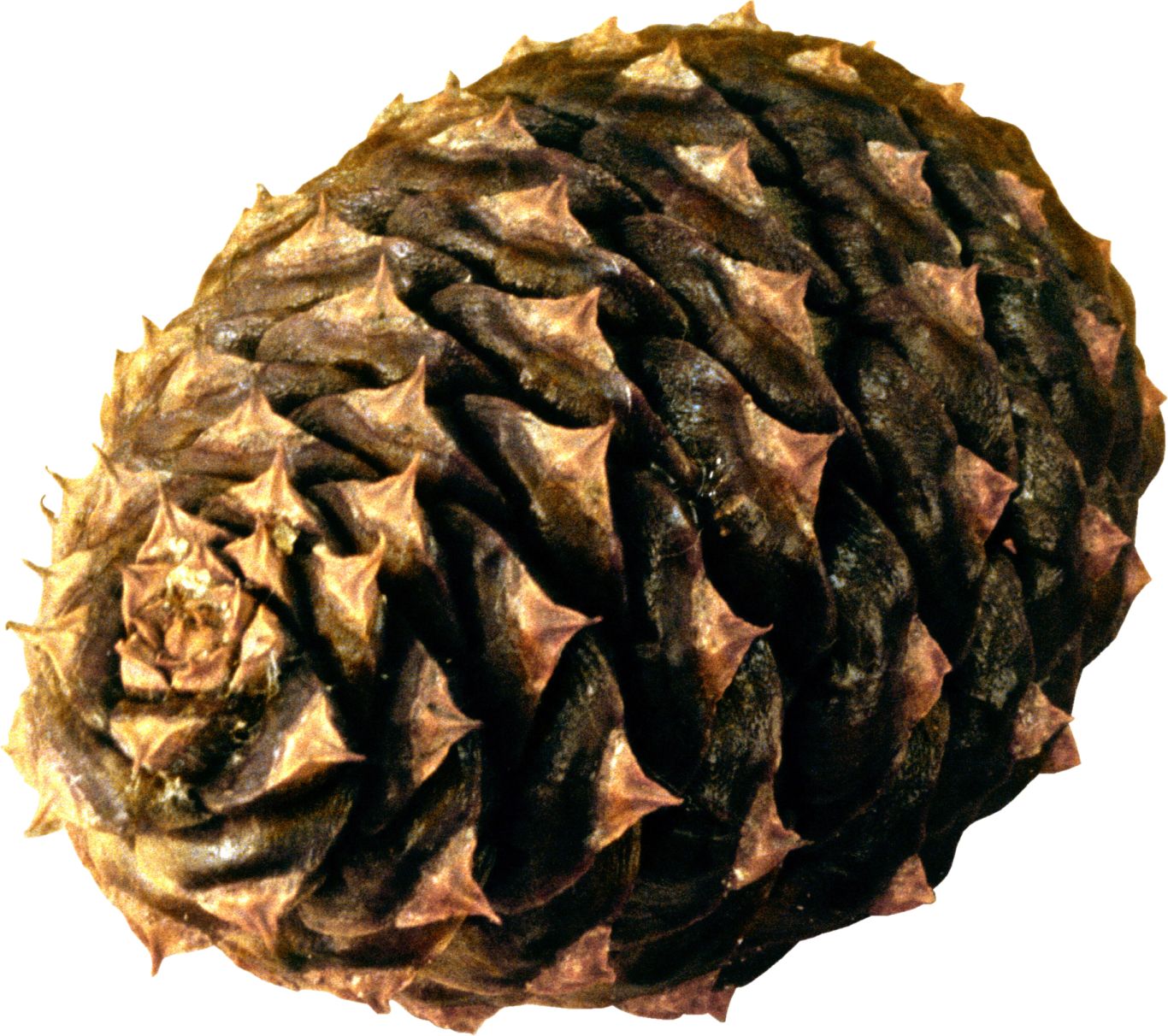 Pine cone PNG     图片编号:13354