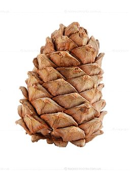 Pine cone PNG     图片编号:13357