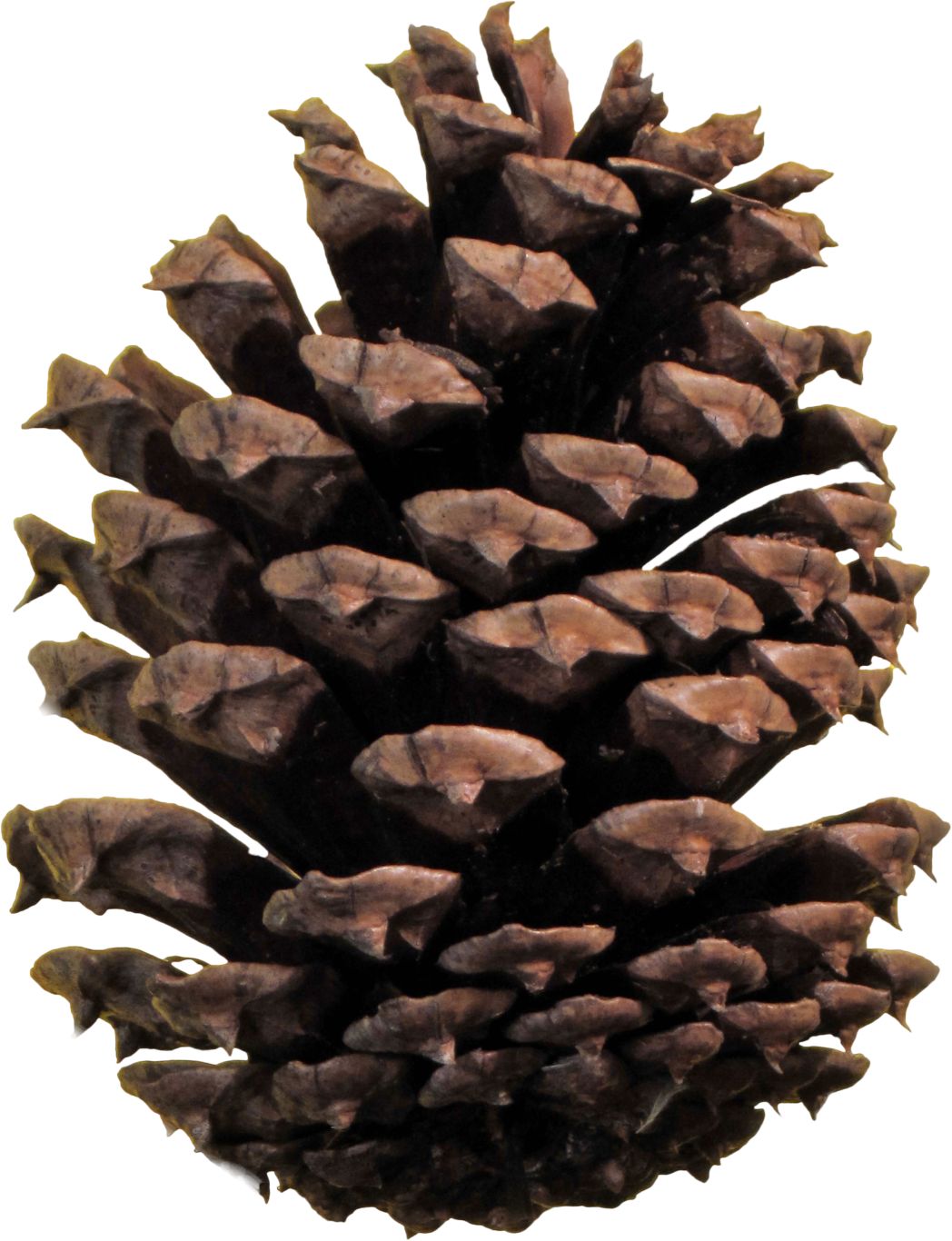 Pine cone PNG     图片编号:13359
