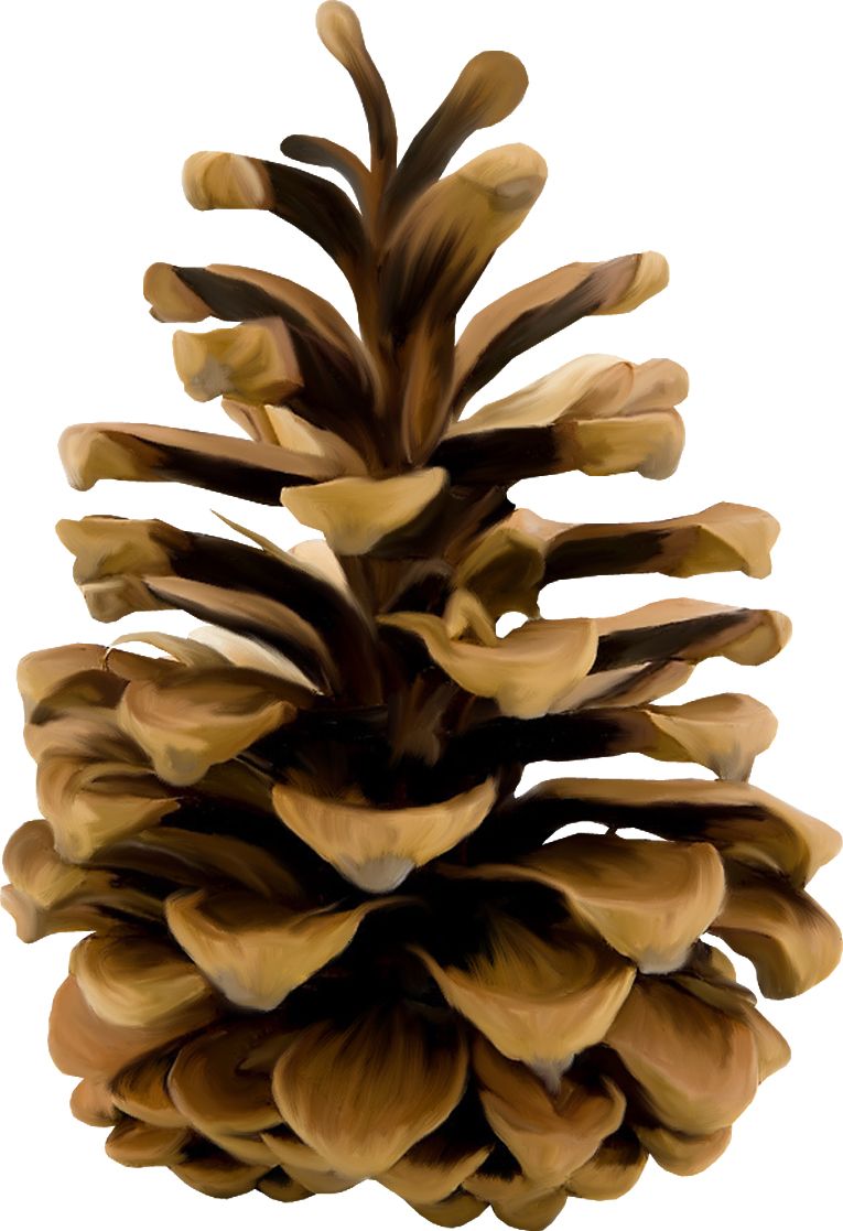 Pine cone PNG     图片编号:13361