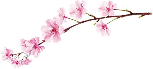 Sakura PNG     图片编号:49801