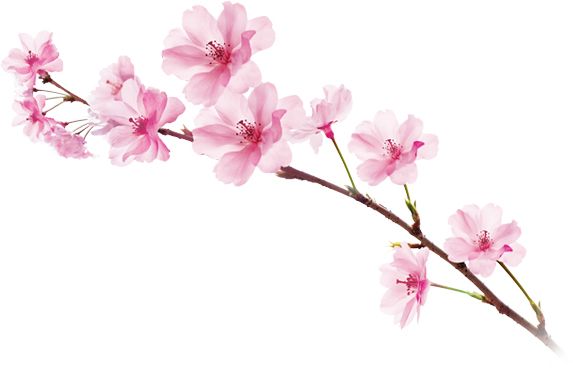 Sakura PNG     图片编号:49803