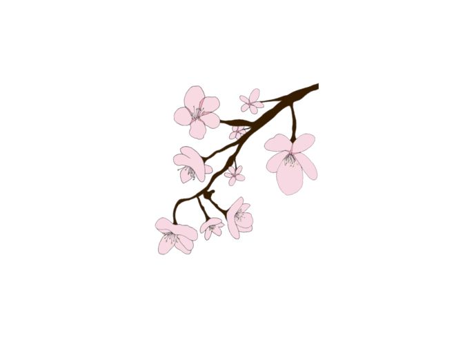 Sakura PNG     图片编号:49805