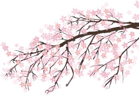 Sakura PNG     图片编号:49832