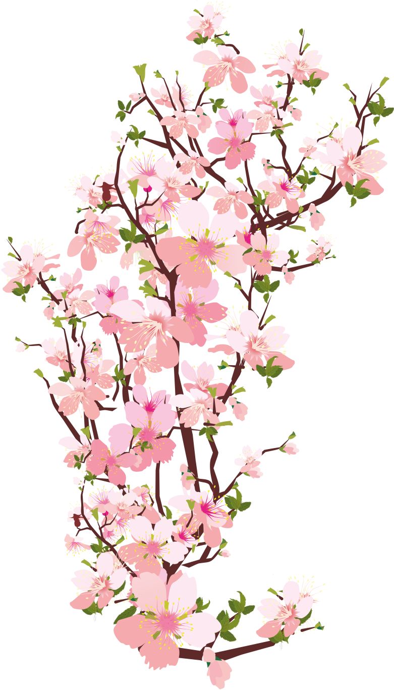 Sakura PNG     图片编号:49789