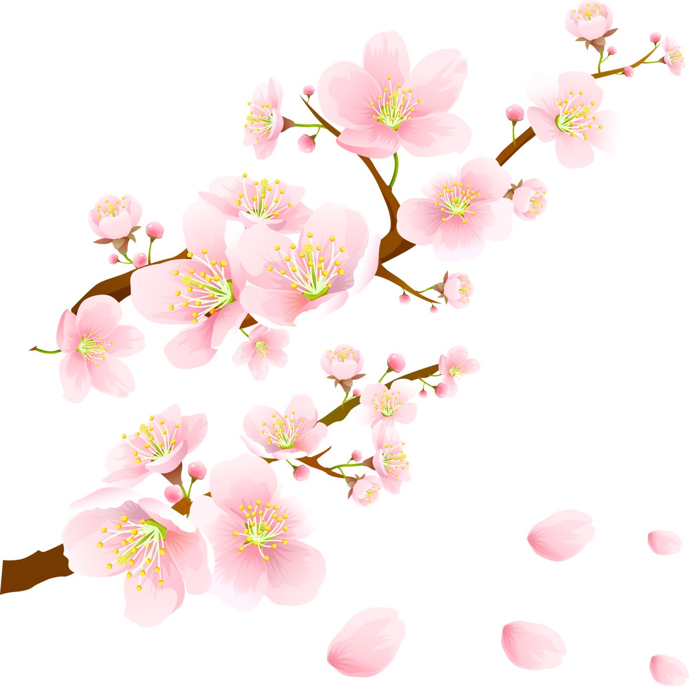 Sakura PNG     图片编号:49842