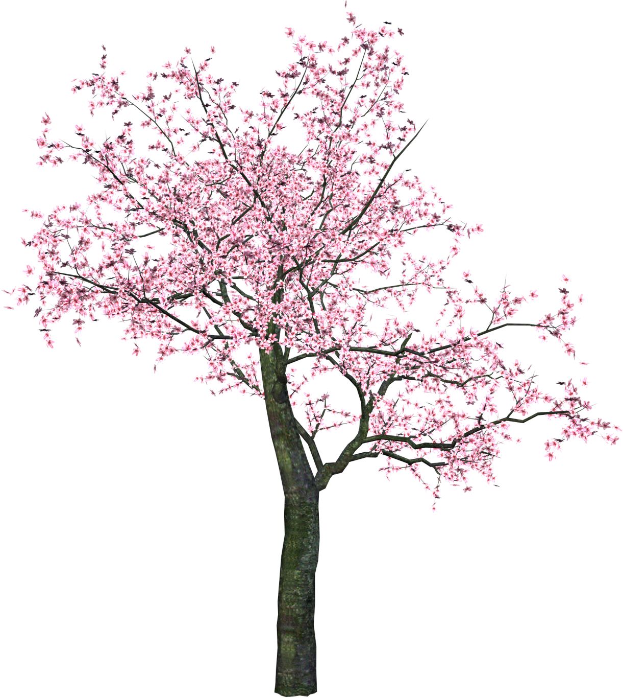 Sakura PNG     图片编号:49792